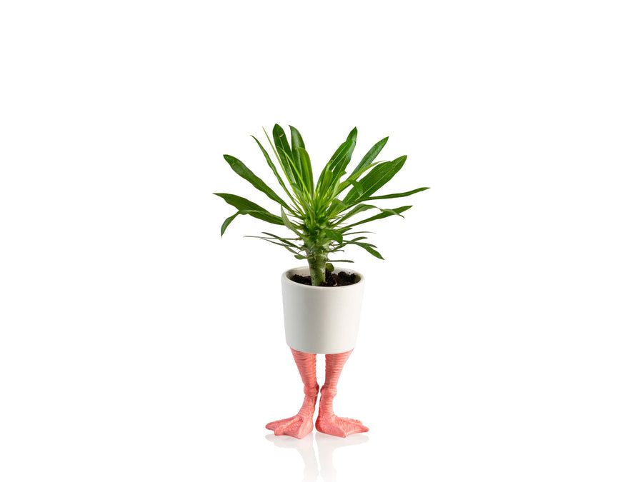 Flamingo feet plantenpot
