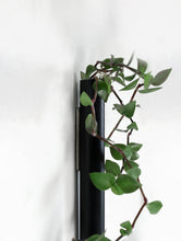 Afbeelding in Gallery-weergave laden, Muurbloempjes Magnetische plantenhanger | zwart 1 stuk
