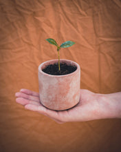 Afbeelding in Gallery-weergave laden, Grow your own Coffee Arabica
